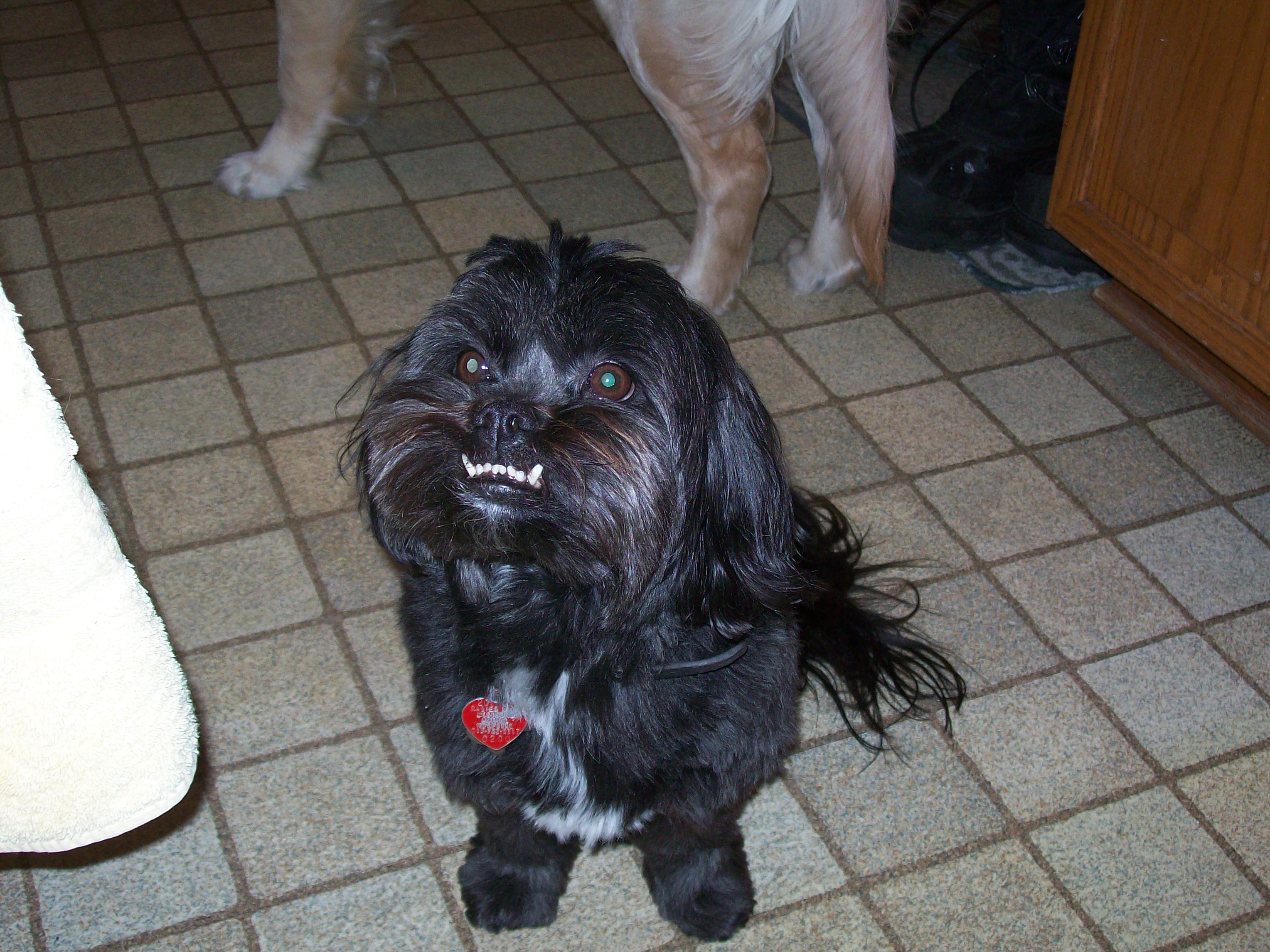 Black dog with overbite